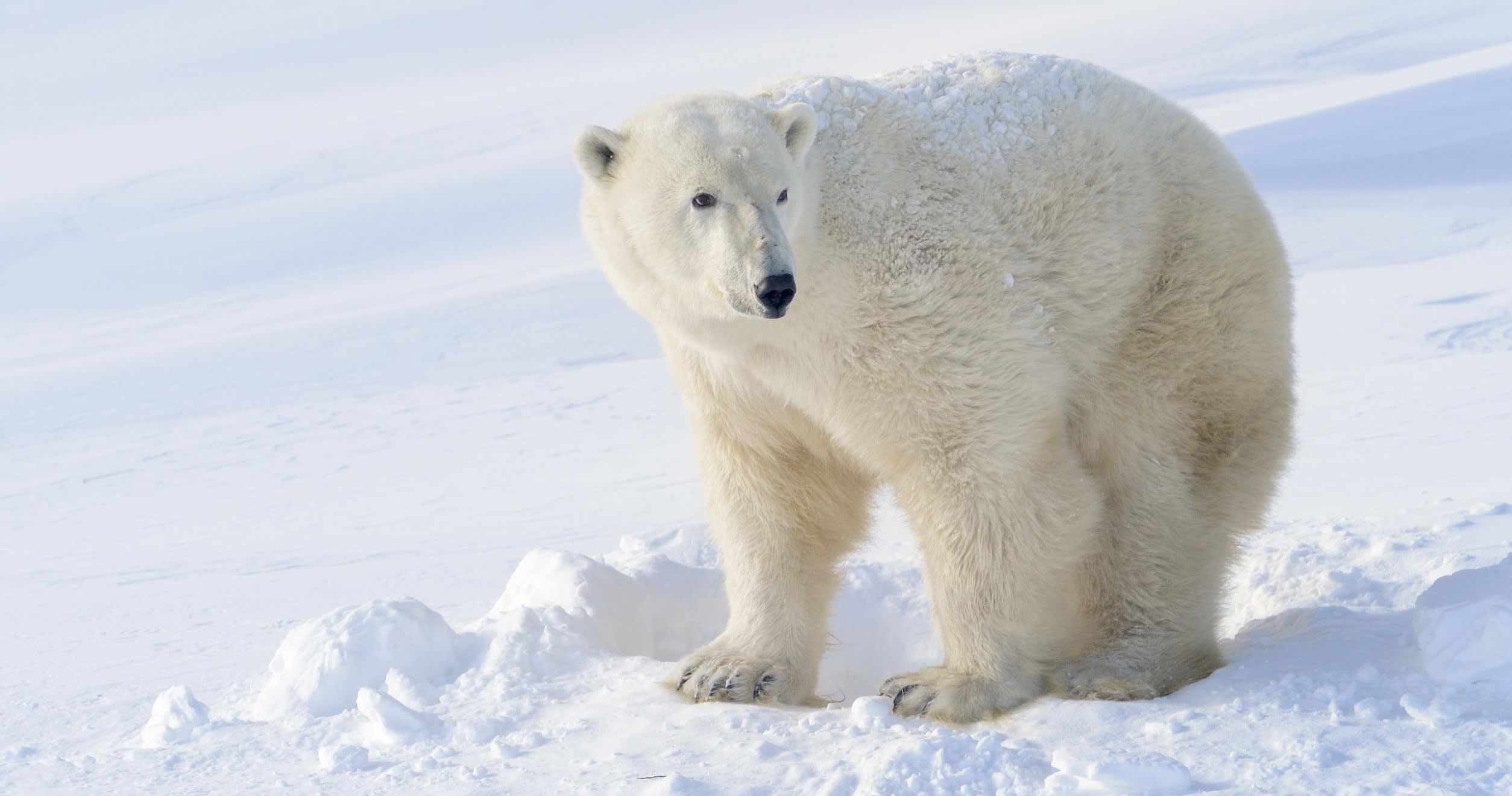 6 Traits of Successful Chief Innovation Officers (That You Can Put in Practice Today)