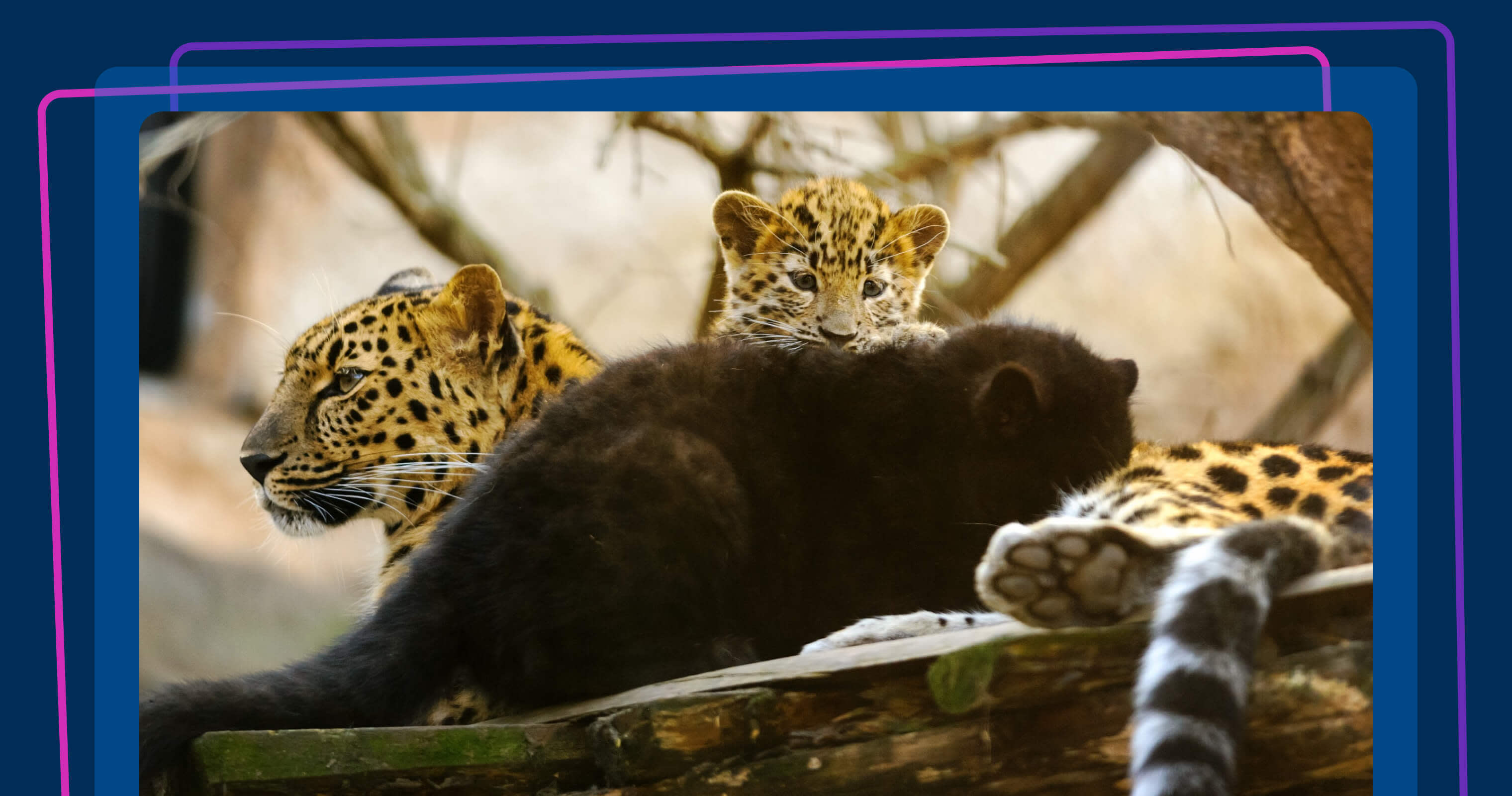 The real reasons product managers complain about SAFe®