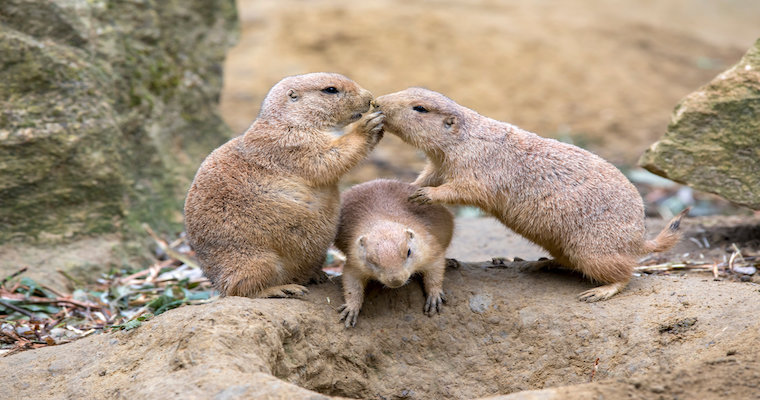 Empathy gap representation