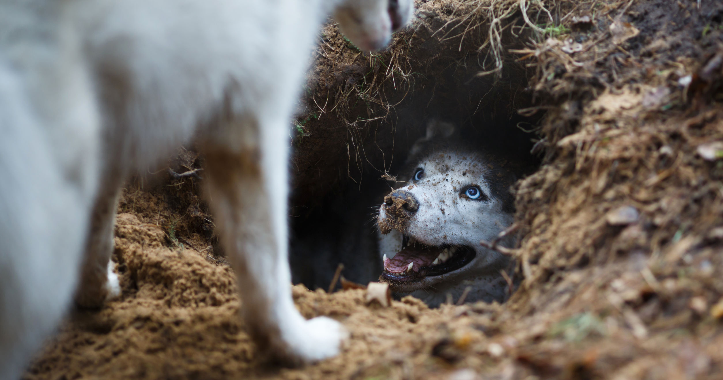 Feature Innovation vs. Product Innovation