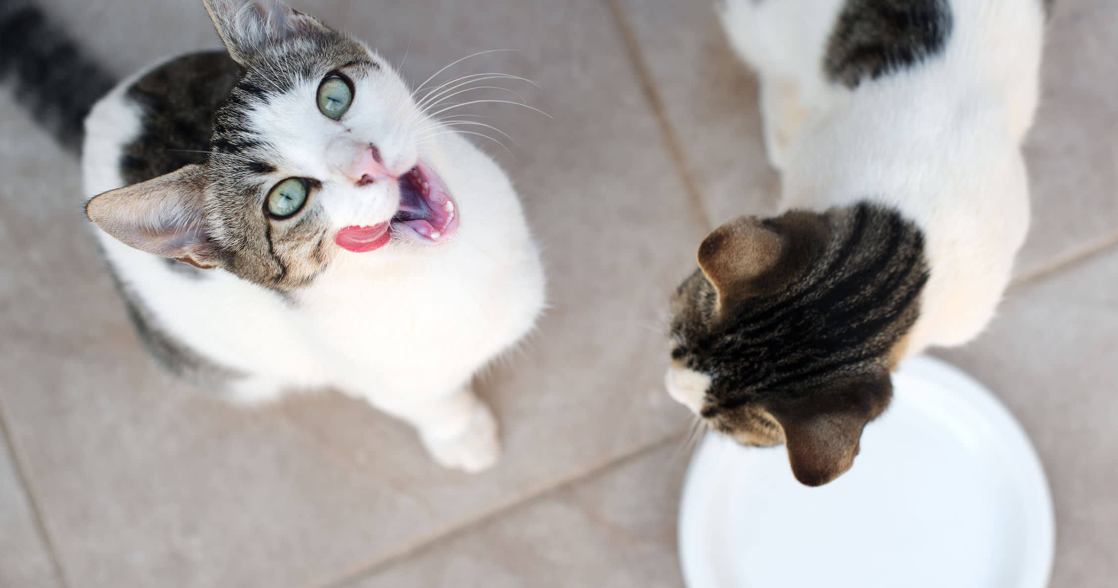 Minimum Viable Product vs. Minimum Lovable Product