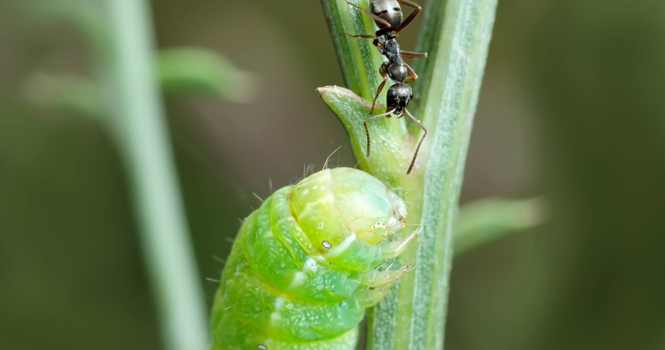 Related content - The product-led vs. the engineering-led organization - Image