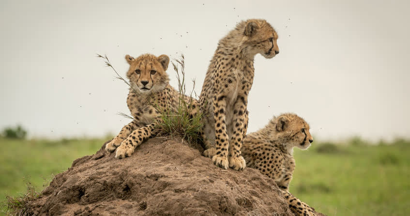 Related content image - product managers vs product owners