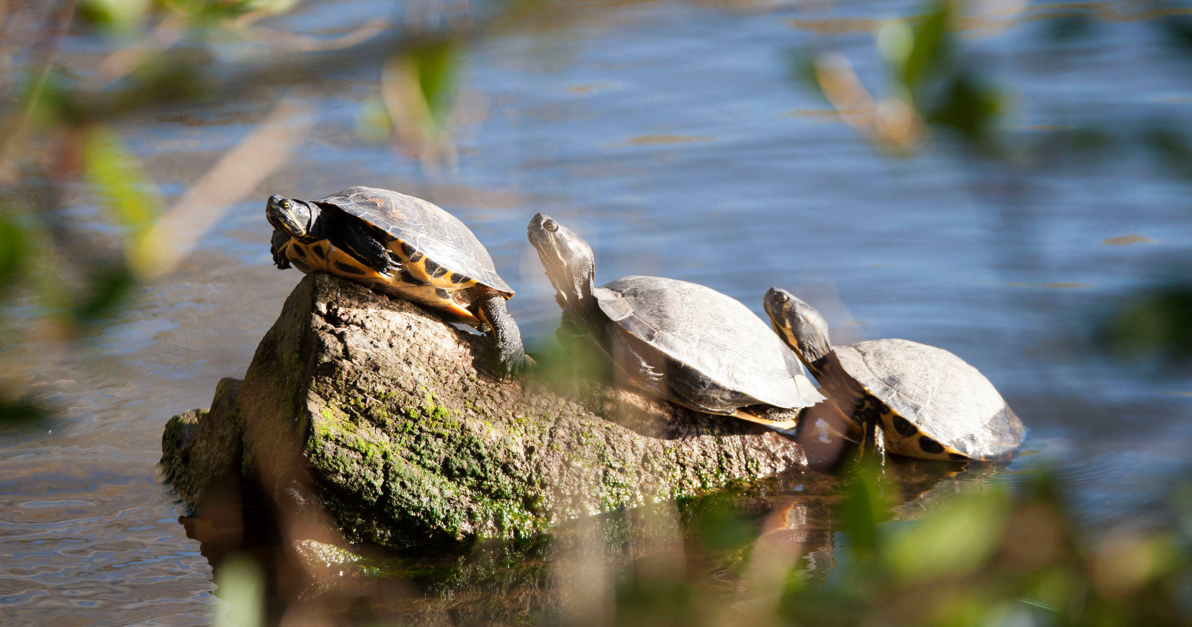 Related content - strategy roadmaps